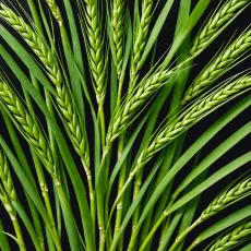 Ростки пшеницы — актуальная информация и экспертные мнения