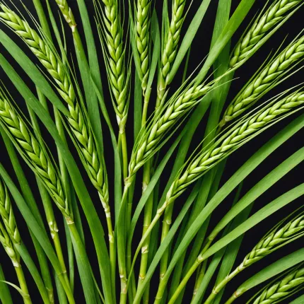 Ростки пшеницы — актуальная информация и экспертные мнения